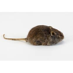 <em>Pseudomys shortridgei</em>, Australian Heath Mouse. [C 25047]
