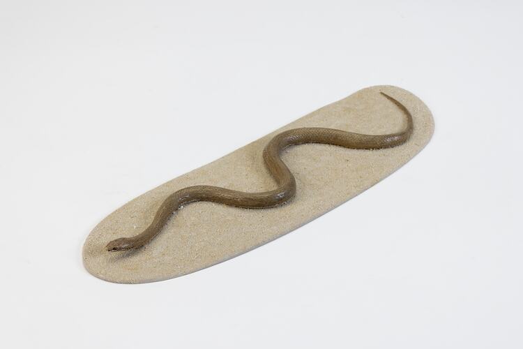 <em>Drysdalia coronoides</em>, White-lipped Snake, model. [D 77630]