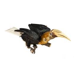 <em>Rhyticeros plicatus</em>, Blyth's Hornbill. [37177]
