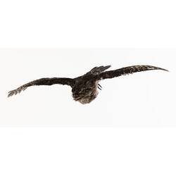 <em>Podargus strigoides</em>, Tawny Frogmouth. [B 34935]