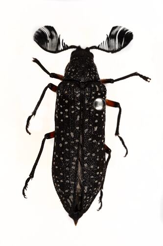 Family Rhipiceridae, feather-horned beetle. [COL 143687]