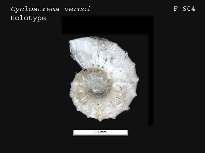 <em>Cyclostrema vercoi</em>, marine snail.  Holotype.  Charles J. Gabriel Collection.  Registration no. F 604.