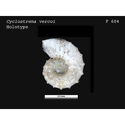 <em>Cyclostrema vercoi</em>, marine snail.  Holotype.  Charles J. Gabriel Collection.  Registration no. F 604.
