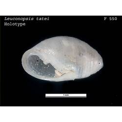 <em>Leuconopsis tatei</em>, snail.  Holotype.  Registration no. F 550.