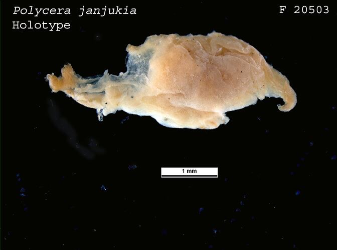 <em>Polycera janjukia</em>, Nudibranch.  Holotype.  Registration no. F 20503.