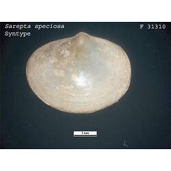 Side view of oval bivalve shell.