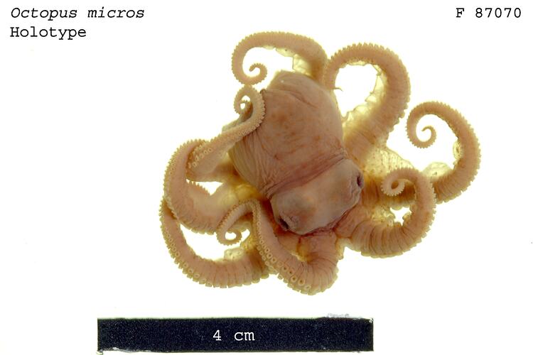 Dorsal view of preserved octopus specimen.