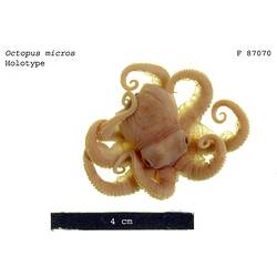 Dorsal view of preserved octopus specimen.