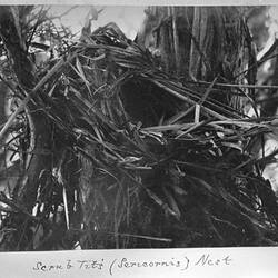 Photograph - Nest of the White-Browed Scrub Wren, by A.J. Campbell, Victoria, circa 1895