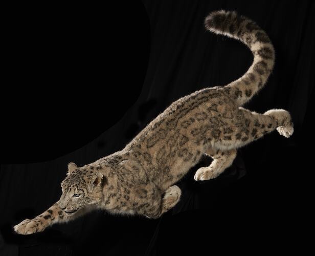 <em>Panthera uncia</em>, Snow Leopard. [C 38340]
