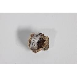 <em>Catomerus polymerus</em>, Surf Barnacle. [J 39339.3]