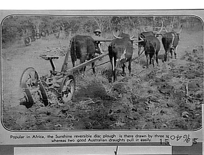 DISC PLOUGHS: POPULAR IN AFRICA, THE SUNSHINE REVERSIBLE DISC PLOUGH IS THERE DRAWN BY THREE SPAN OF OXEN, WHEREAS TWO GOOD AUSTRALIAN DRAUGHTS PULL IT EASILY: 15 OCT 1935