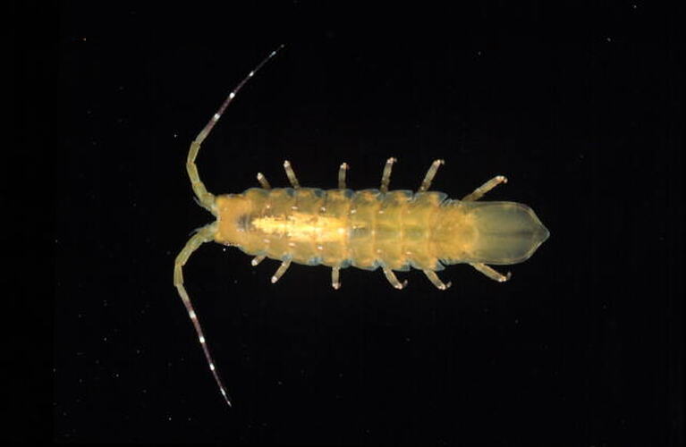 Dorsal view of isopod specimen.