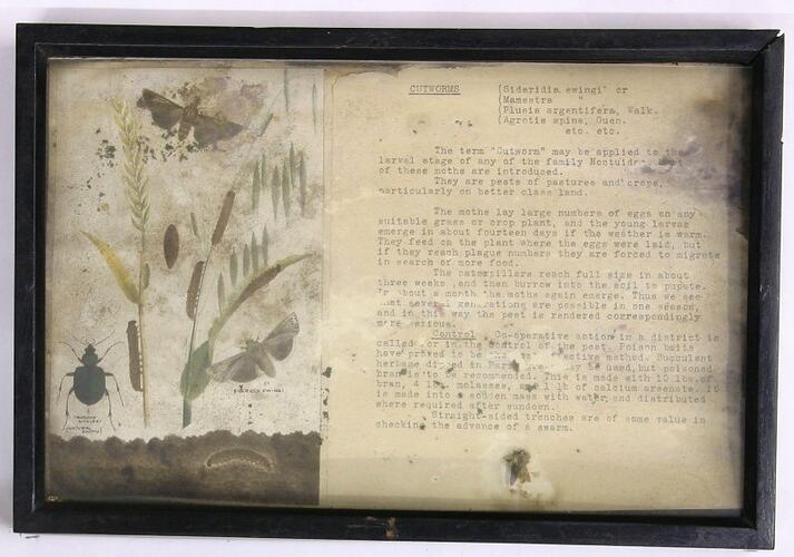 Botanical Specimen Display - Cutworms