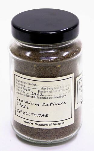Lepidium Sativum (Cruciferae) Seeds