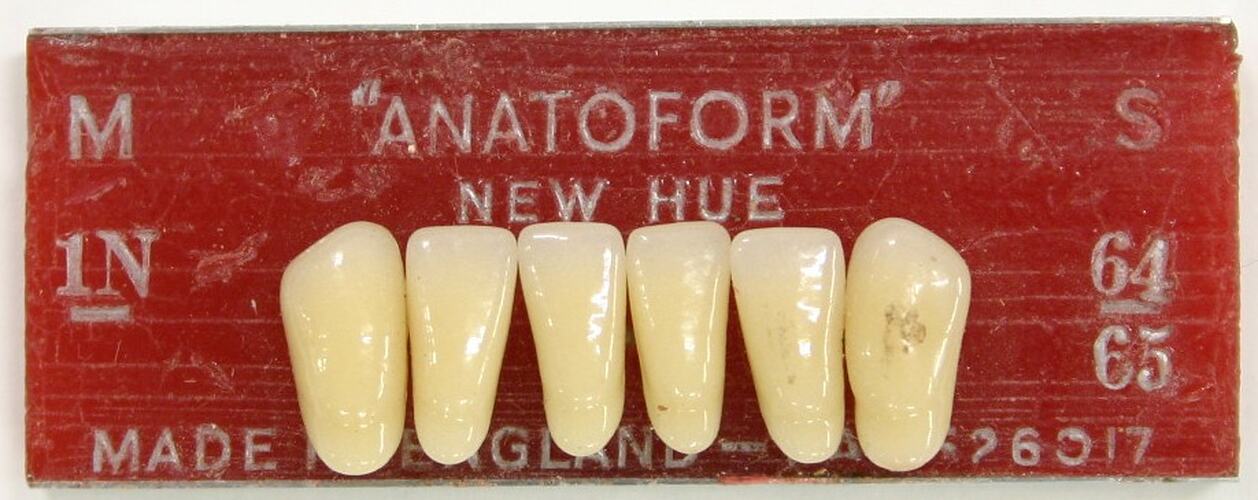 Set of six artificial incisor teeth.