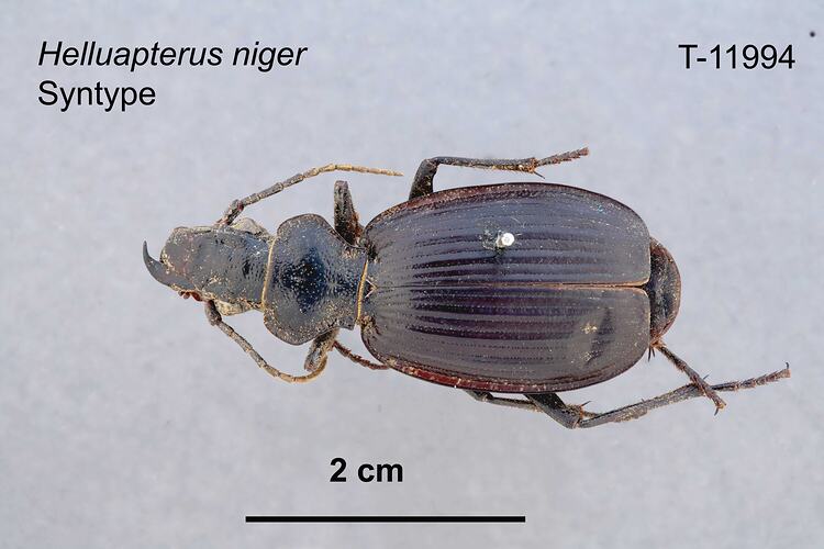 Beetle specimen, dorsal view.