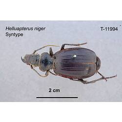 Beetle specimen, dorsal view.