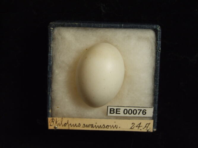 Bird egg with specimen labels in box.