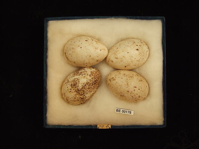 Four bird eggs with specimen labels in box.