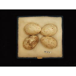 <em>Gallirallus castaneoventris castaneoventris</em>