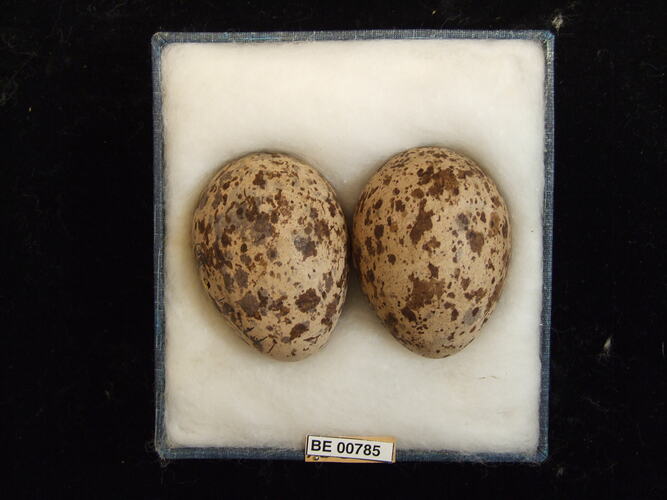 Two bird eggs with specimen labels in box.