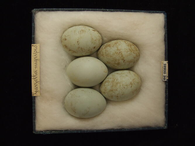 Five bird eggs with specimen labels in box.