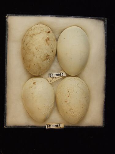 Four bird eggs with specimen labels in box.