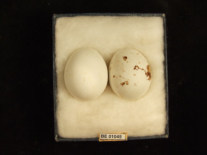Two bird eggs and specimen label in box.