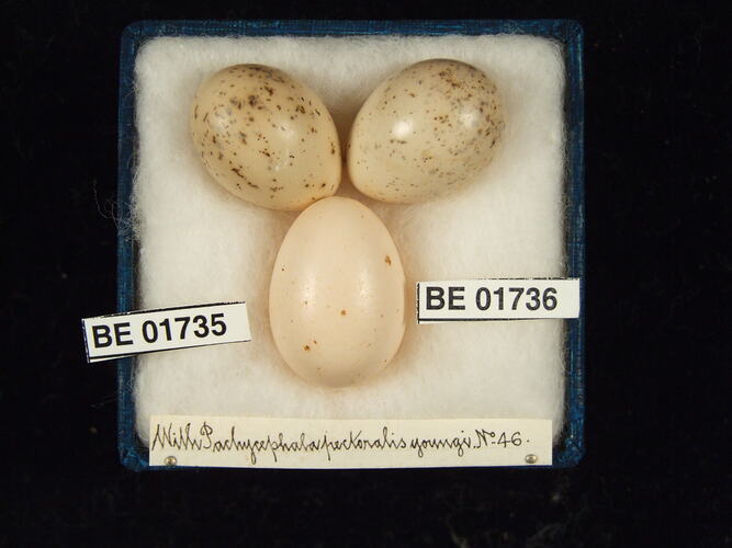 Three bird eggs with specimen labels in box.