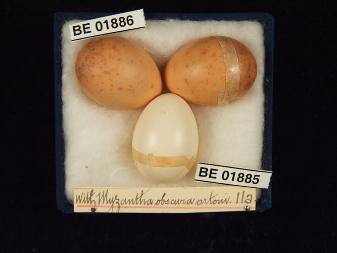 Three bird eggs with specimen labels in box.