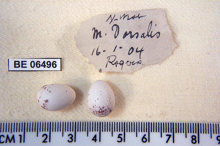 Two bird eggs with specimen labels beside ruler.