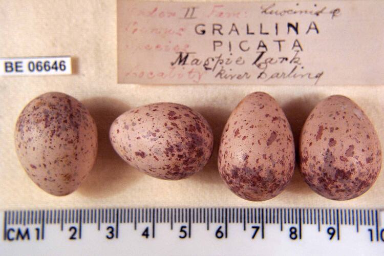 Four bird eggs and specimen labels beside ruler.