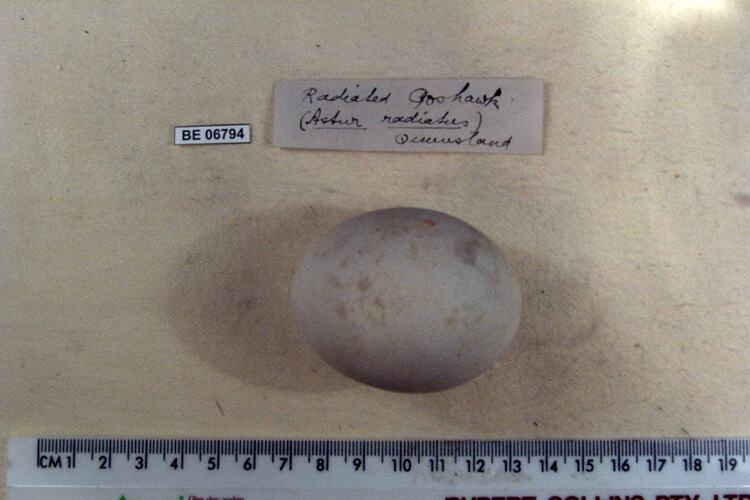 Bird egg with specimen labels beside ruler.