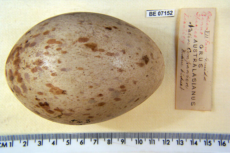 Bird egg and specimen labels beside ruler.