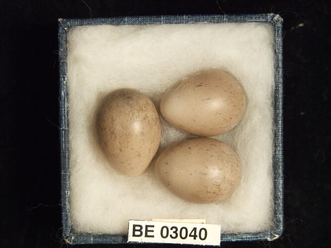 Three bird eggs in box with labels.