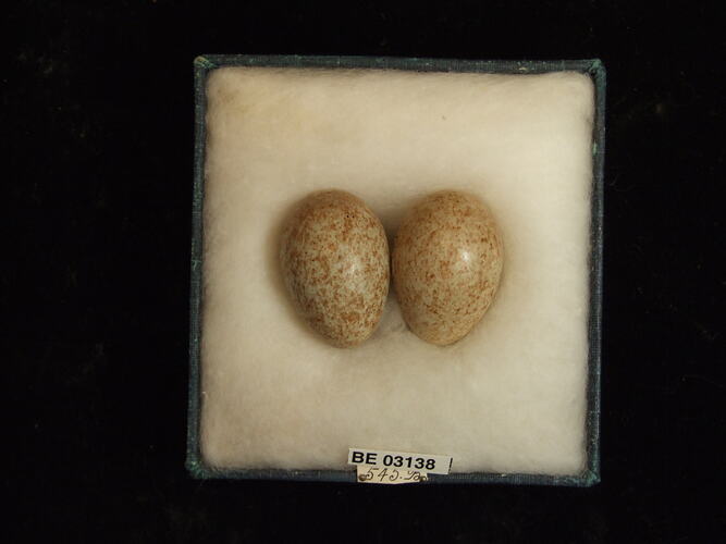 Two bird eggs in box with labels.