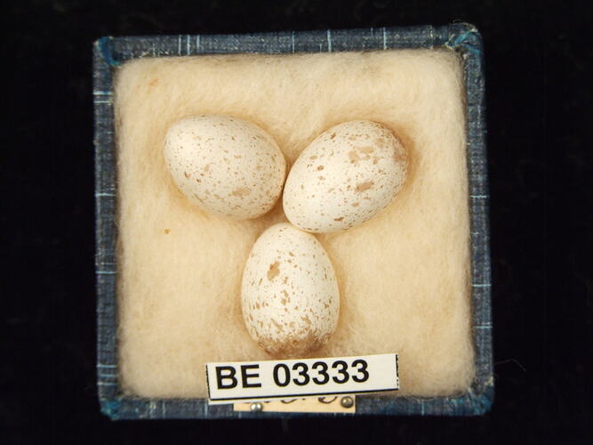 Three bird eggs in box with labels.