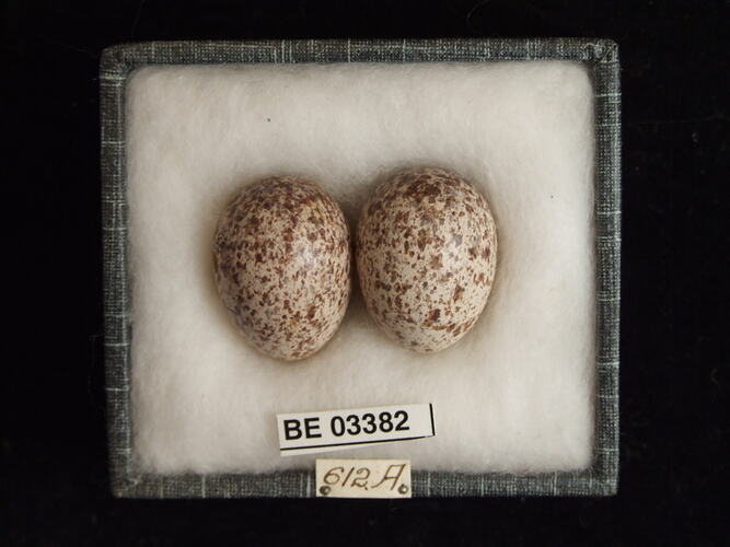 Two bird eggs in box with labels.