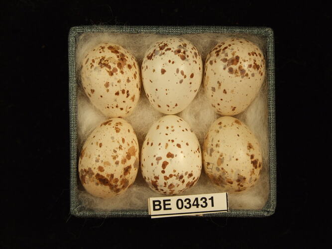 Six bird eggs in box with specimen labels.