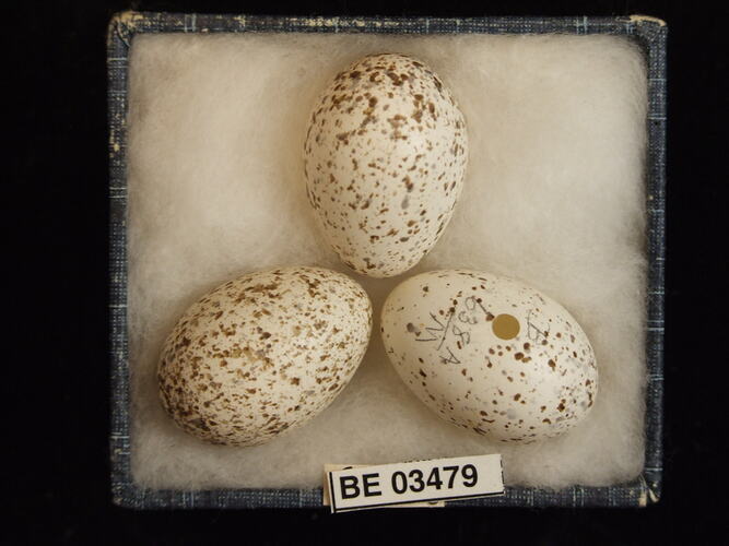 Three bird eggs in box with specimen labels.