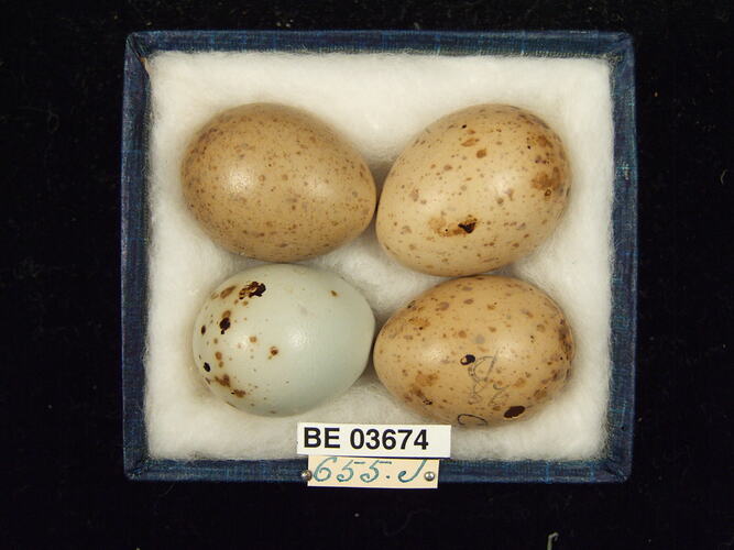 Four bird eggs in box with specimen labels.