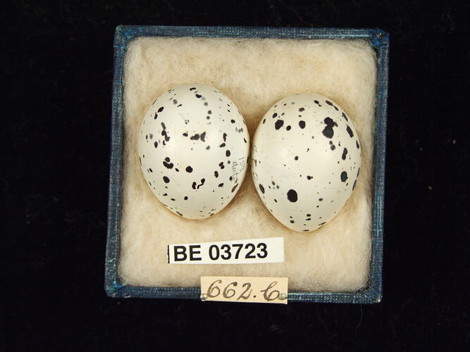 Two bird eggs in box with specimen labels.