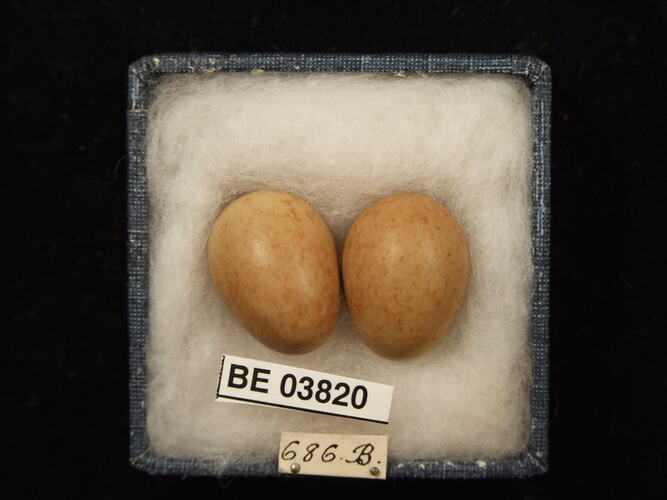 Two bird eggs in box with specimen labels.