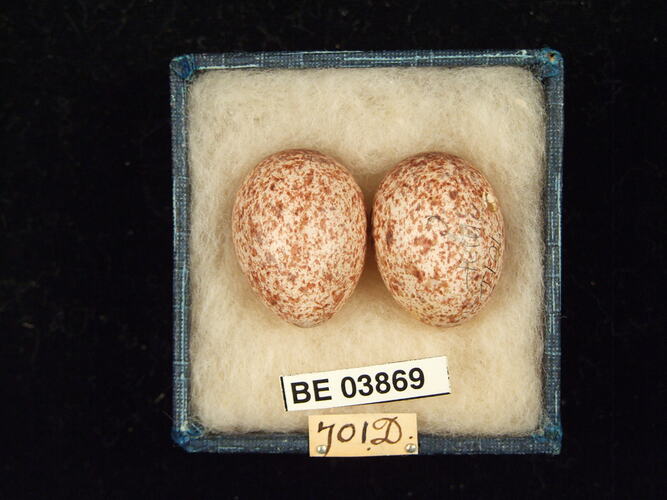 Two bird eggs in box with specimen labels.