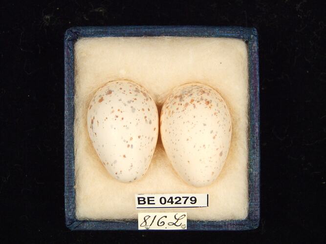 Two bird eggs in box with specimen labels.