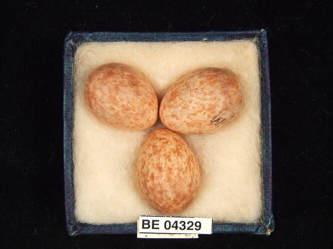 Three bird eggs in box with specimen labels.