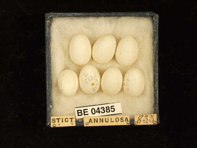 Seven bird eggs in box with specimen labels.
