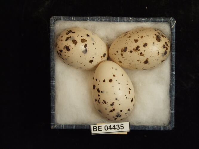 Three bird eggs in box with specimen labels.