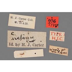 Partial insect preparation on card with specimen labels.